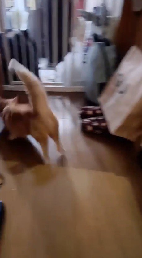 1階まで駆け下りた猫