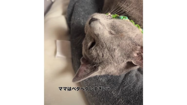 膝にいる猫