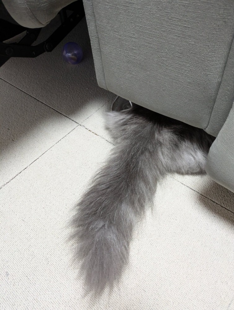 隠れる猫
