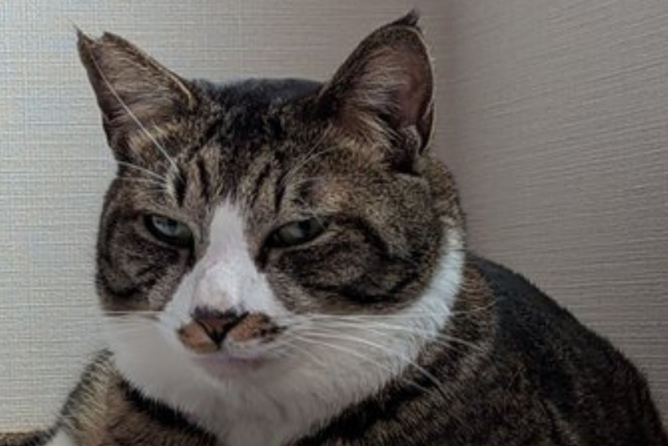 爪とぎベッドから視線を送るキジ白猫のアップ