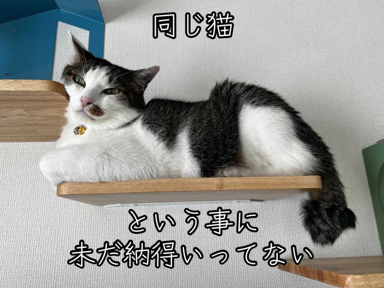 ステップに顔を乗せる猫