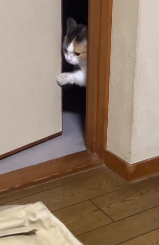 ドアに前足をかけて隙間を広げる猫