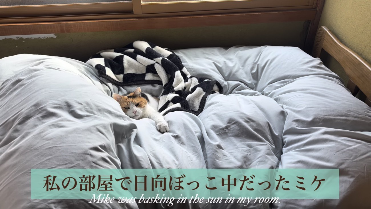 日向ぼっこ中のミケ
