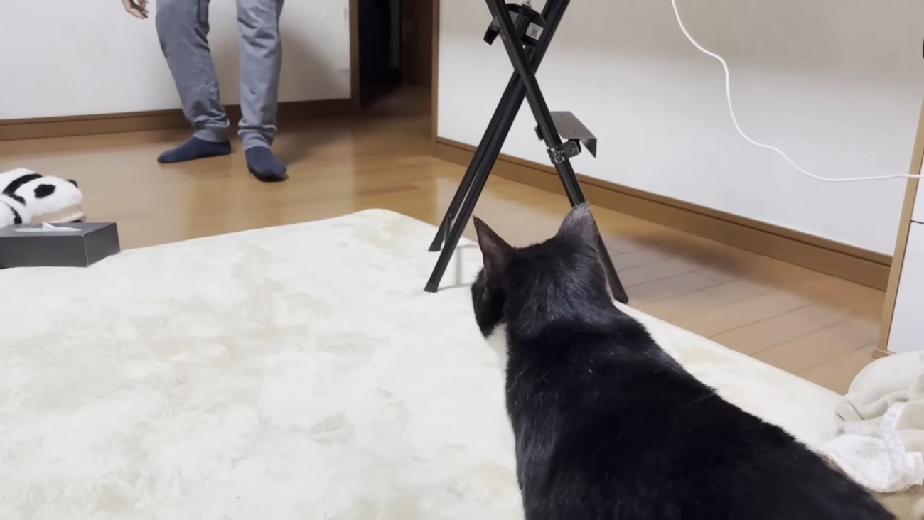 猫の後頭部