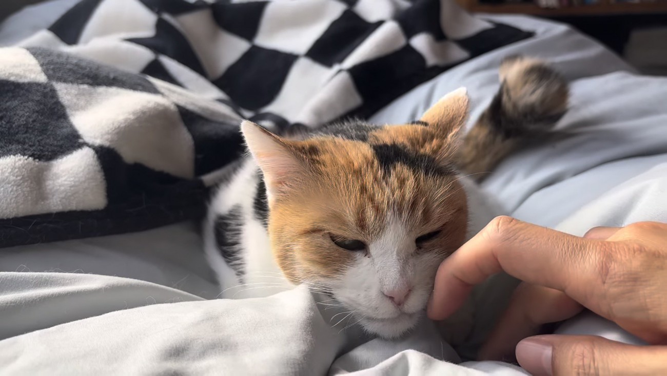 スリスリするミケ