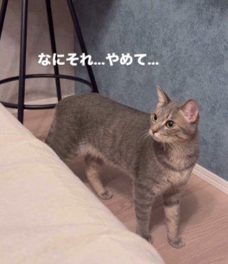 遠巻きに見つめる猫
