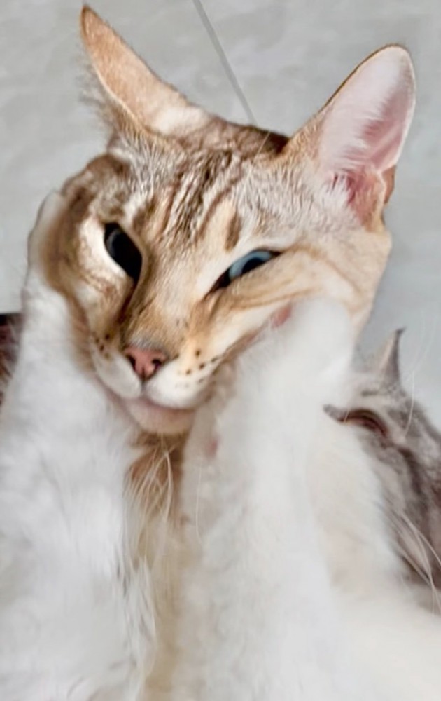 挟み込まれた顔