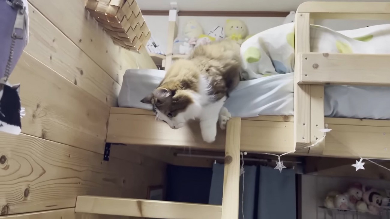 はしごをおりようとする猫
