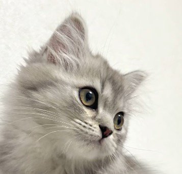 遠くを見つめる子猫の顔