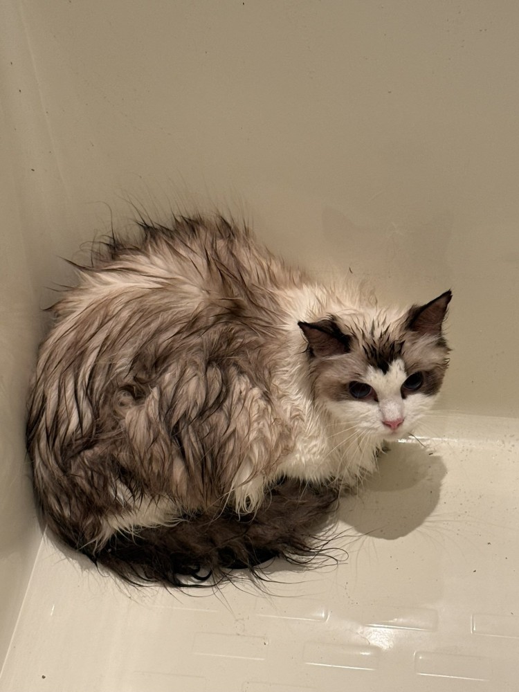 濡れている猫