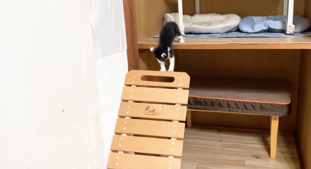 椅子に乗ろうとする猫