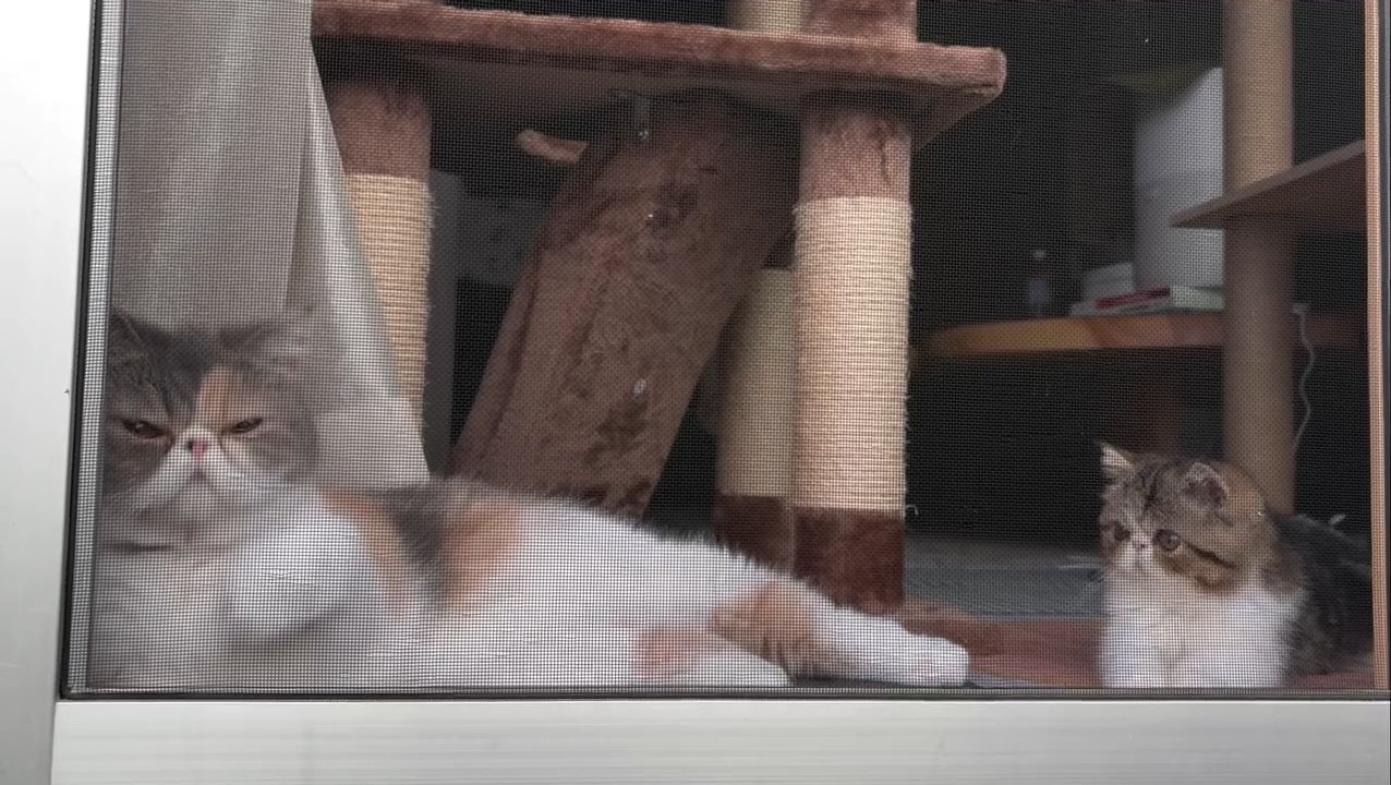 窓際にいる2匹の猫