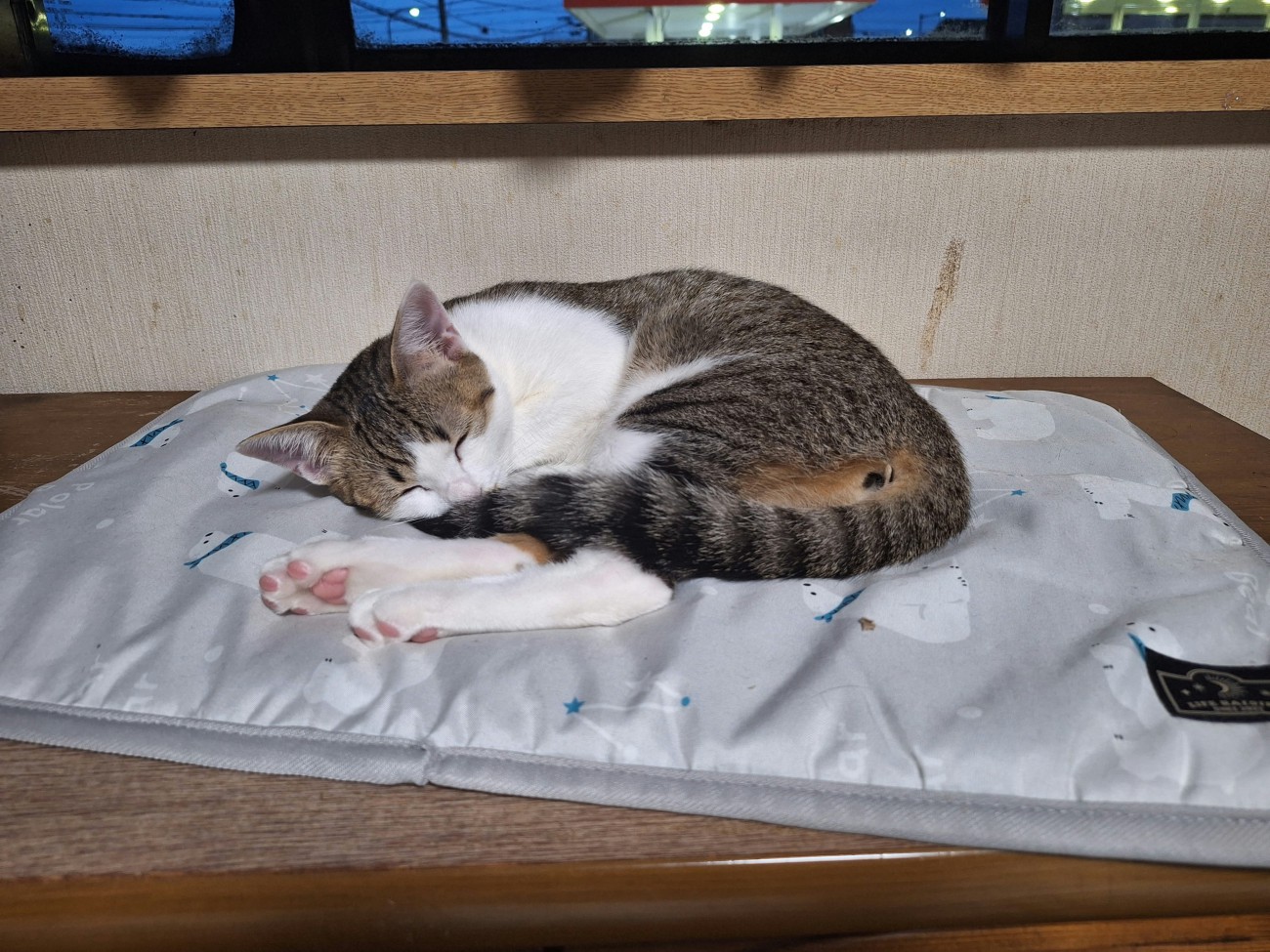 寝ている猫