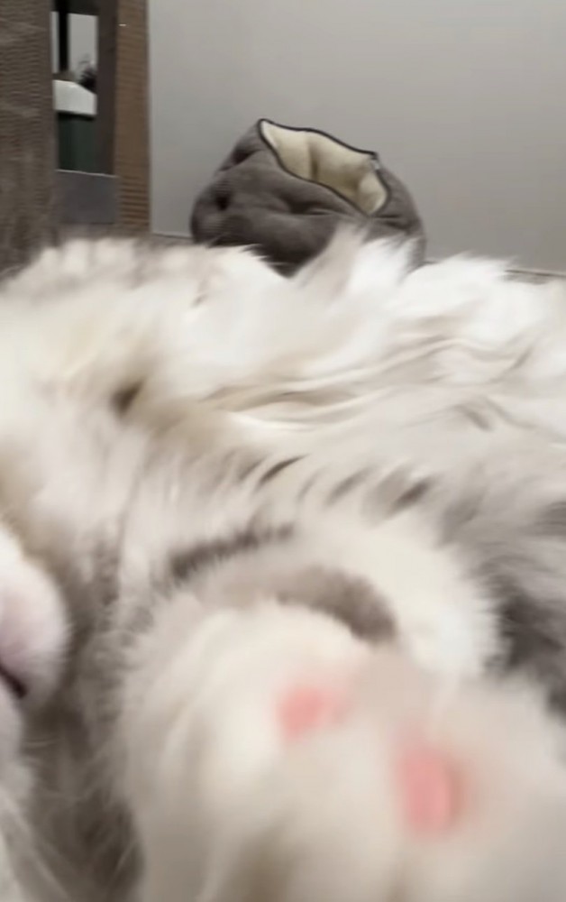 前足を伸ばす猫