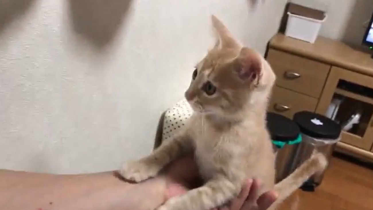 片手で支えられる猫