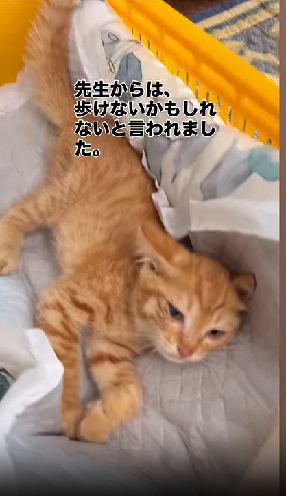 ベッドに横たわる猫