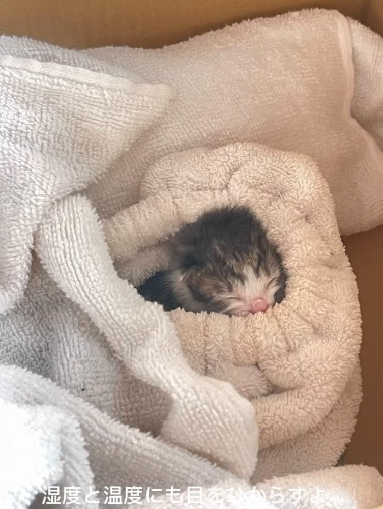 毛布に包まれる赤ちゃん猫