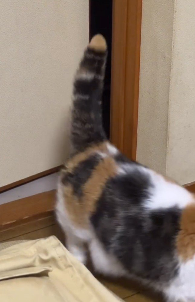 垂直に立つ猫のしっぽ