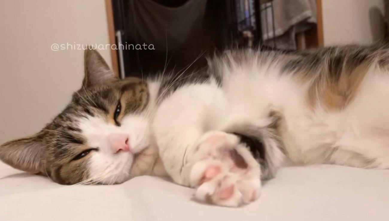 寝転がって、前足を伸ばす猫