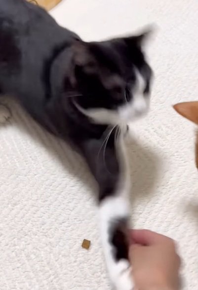 手に猫パンチする猫