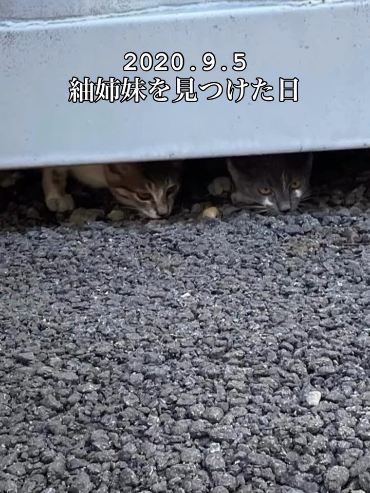 隠れている子猫