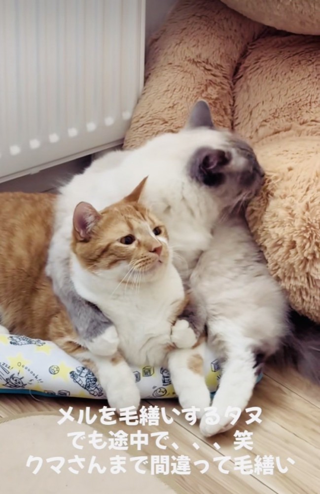 クマのぬいぐるみを毛繕いするラグドール