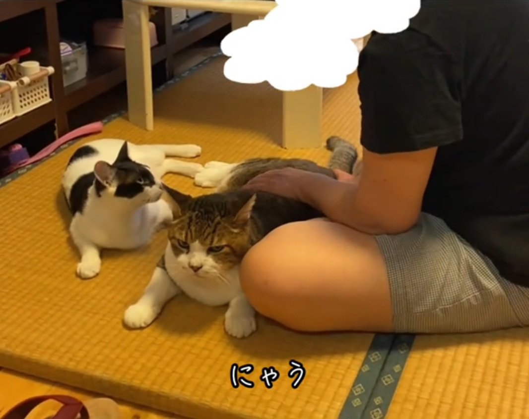 凝視する猫