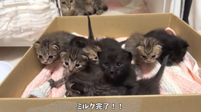 ミルクを飲んだ子猫たち