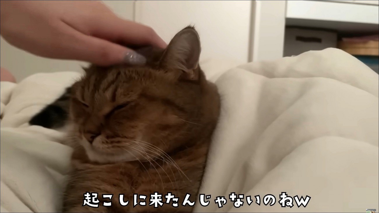 飼い主になでてもらう猫