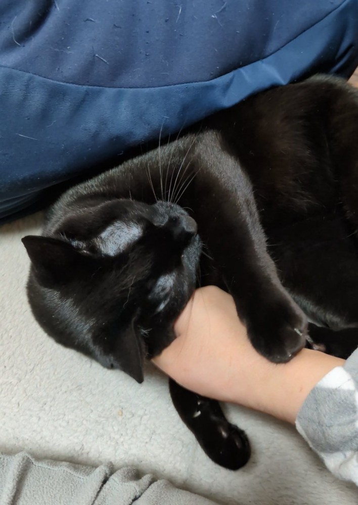 飼い主の腕を枕にする黒猫