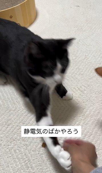 パンチする猫2