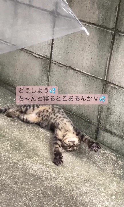 仰向けの猫