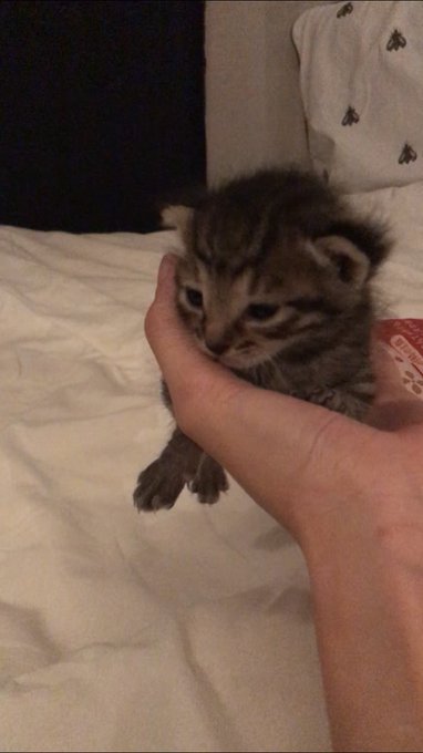 保護されたばかりの赤ちゃん猫