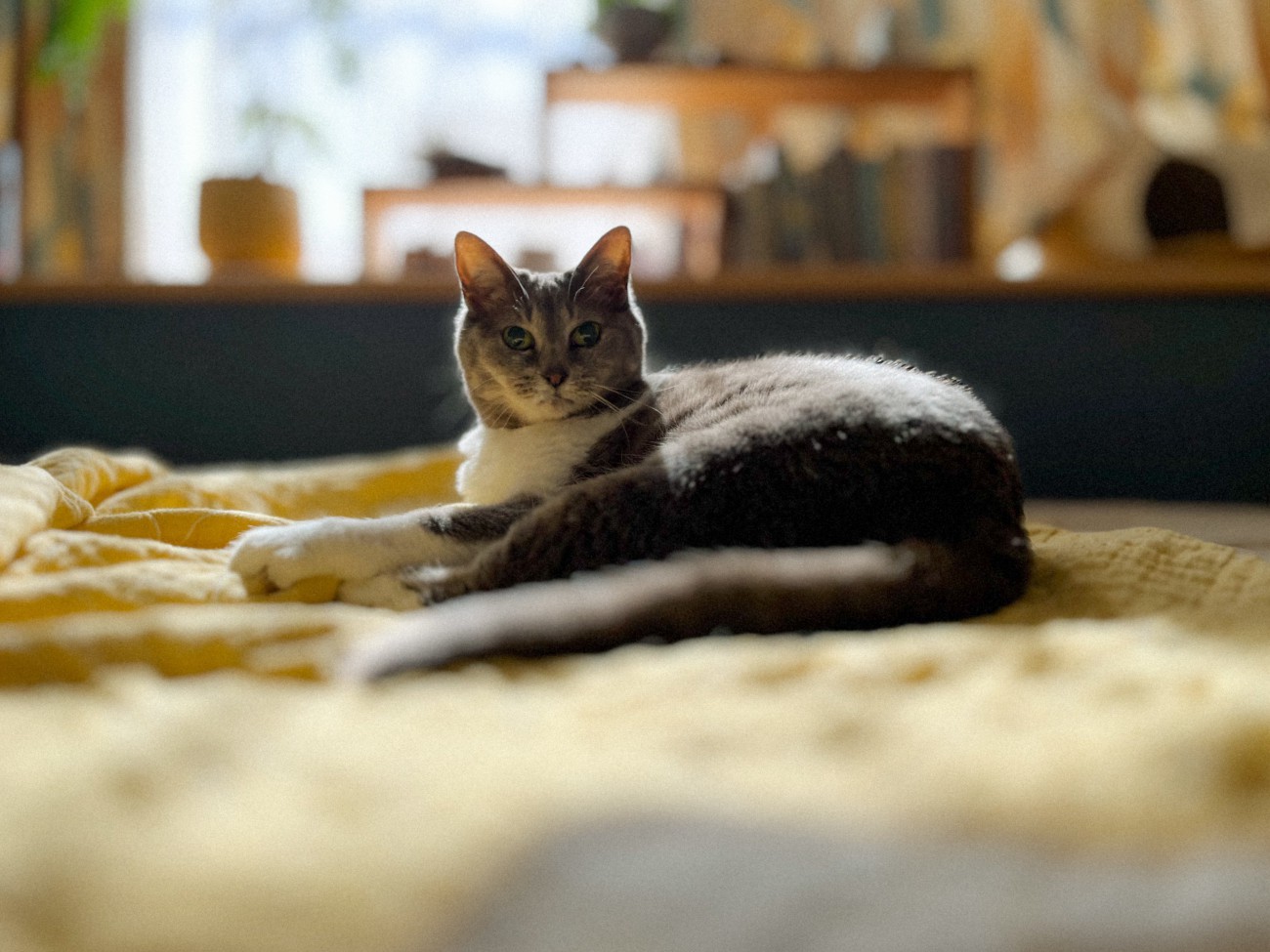 床に座る猫