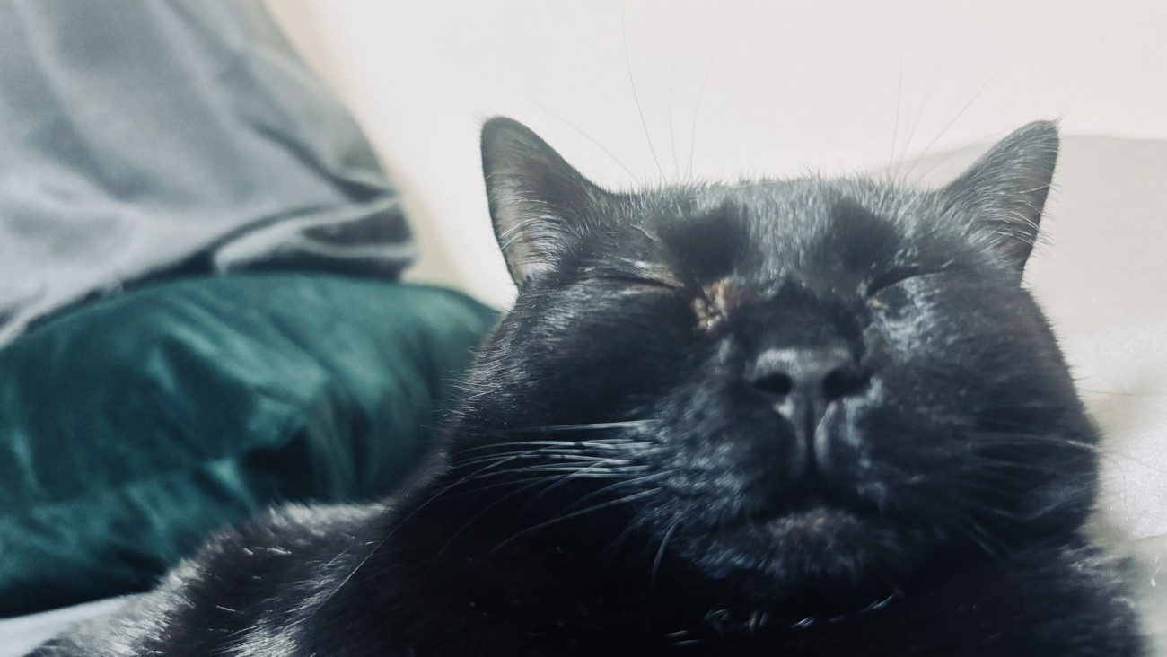 ベッドの上で寝る黒猫