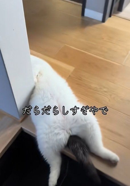 玄関で寝ている猫の下半身のアップ