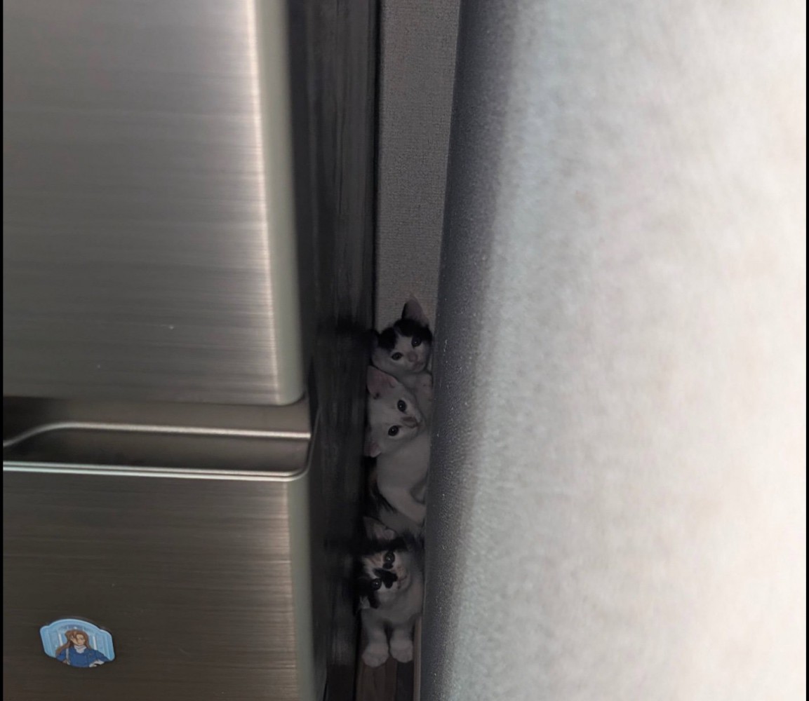 隙間に重なる子猫