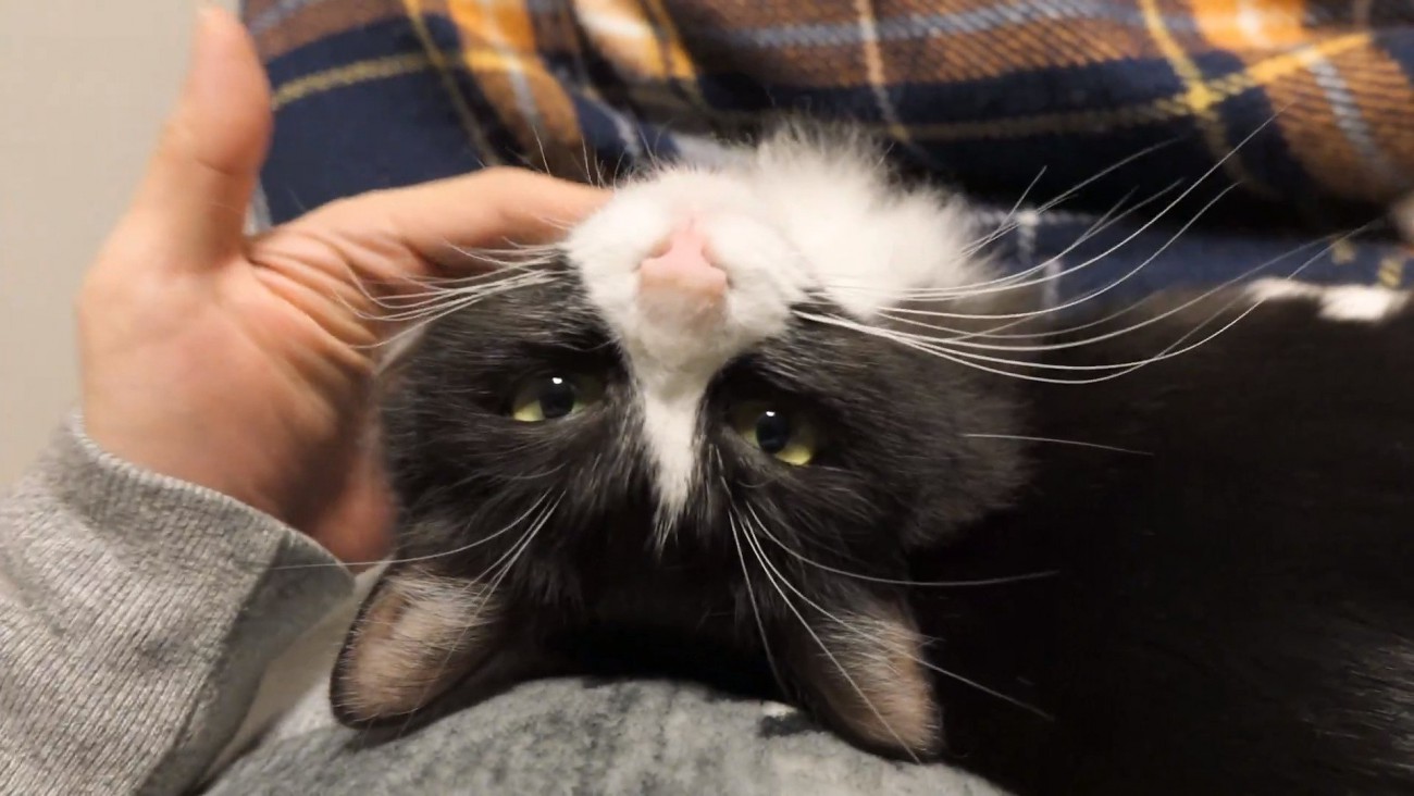 膝の上のチコちゃん