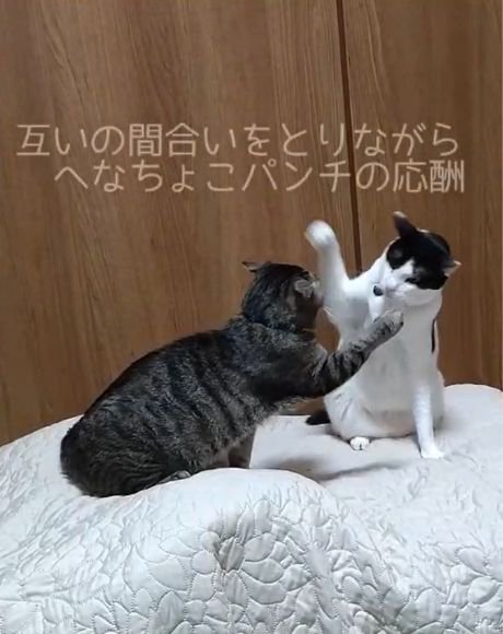 右前足を上げる2匹の猫