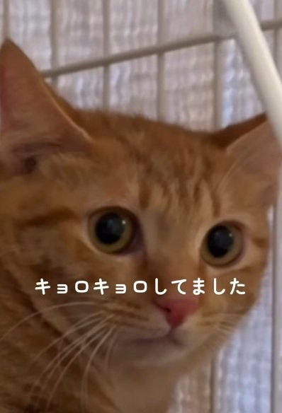 ケージの中で固まってキョロキョロしている茶トラ猫の顔のアップ