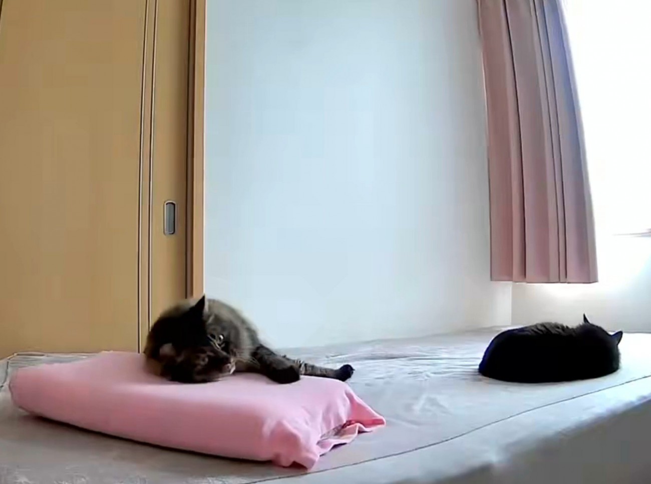 枕を使って横になる猫