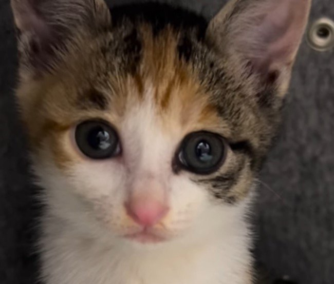 カメラを見つめる子猫の顔