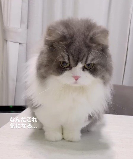 目を丸くしてケーキの容器を見つめる猫