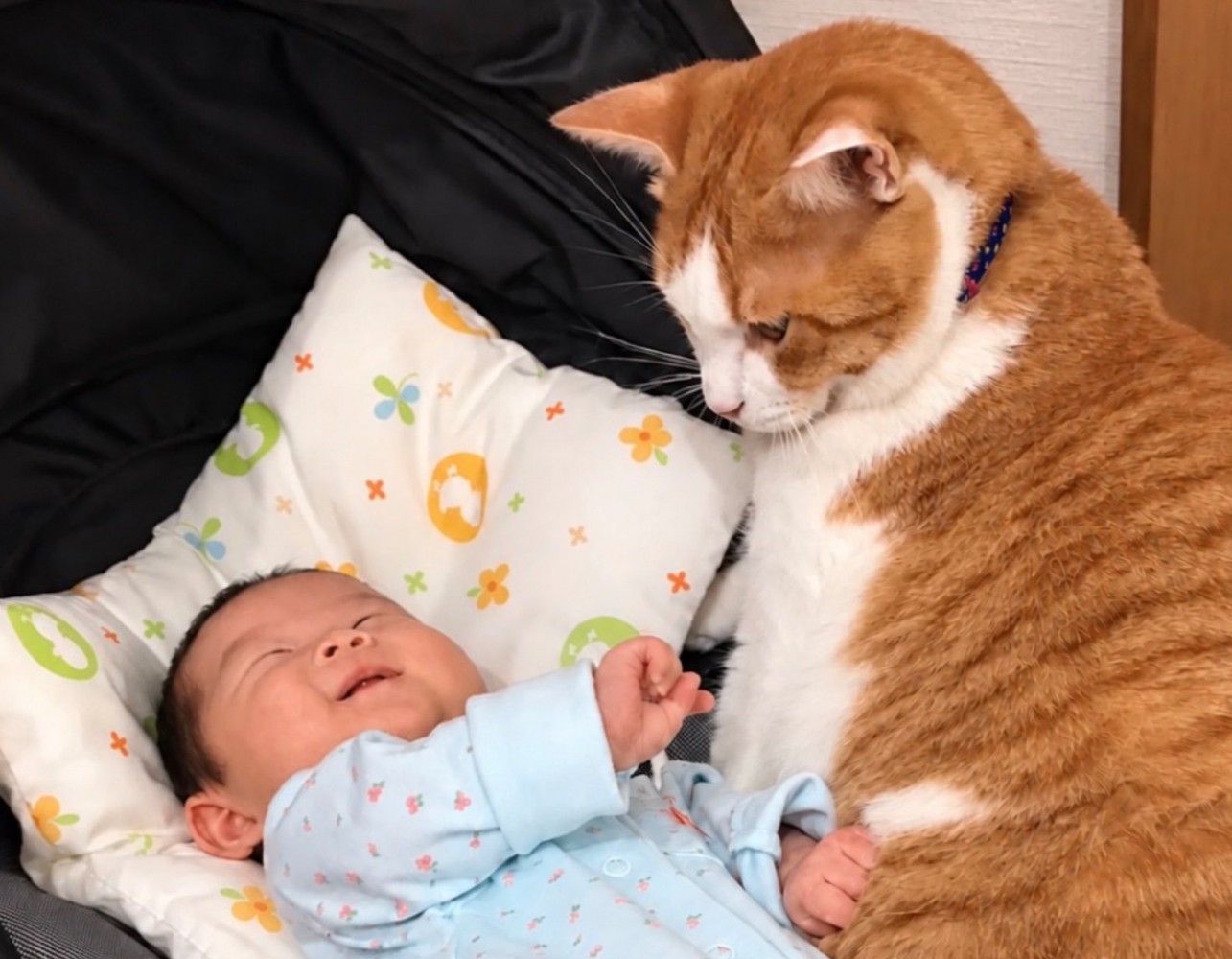 赤ちゃんを見守る猫