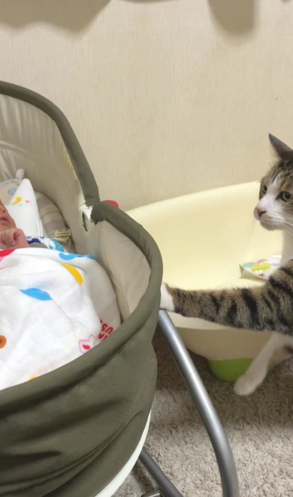 ベビーベッドから離れる猫