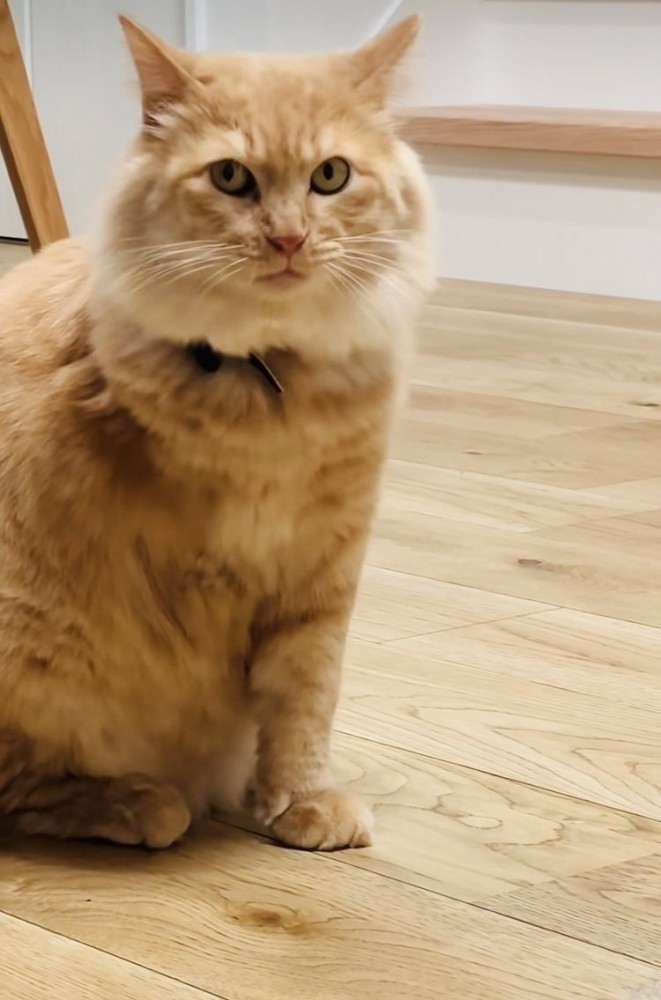 フローリングに座る茶トラ猫