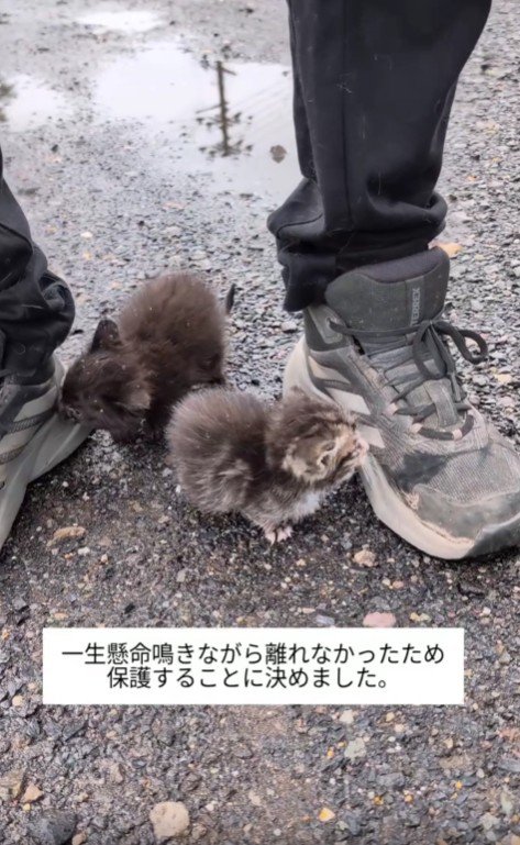 男性の靴にすがりつく子猫