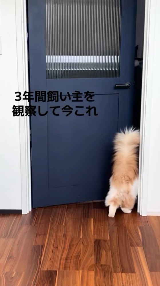 ドアをくぐって向こうの部屋へ歩いていく猫