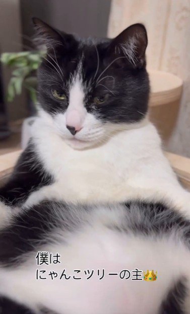 キャットタワーの上であおむけで寝ている猫