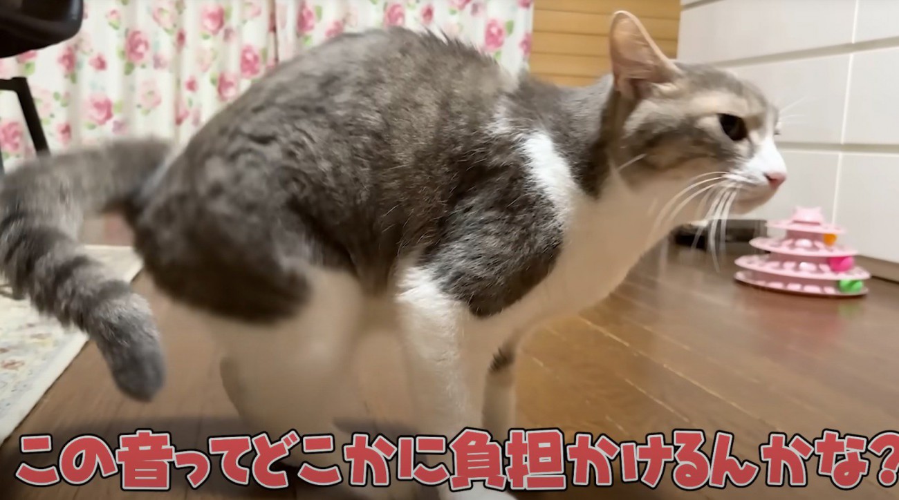 猫の喉の音を聞いて心配する投稿者